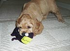 Chase - Cocker Spaniel