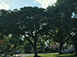 Pretty trees in Coral Gables, FL