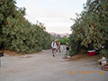 Furnace Creek Campground