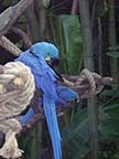 Hyacinth Macaws