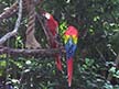 Scarlet Macaws