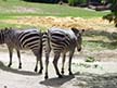 Zebras