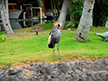 Crowned African Crane