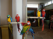 Cockatoos at Hilton