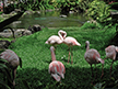 African Lesser Flamingos at the Hilton Waikiki