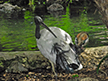 Sacred Ibis at Hilron Waikiki