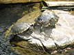 Turtles at the Hilton Waikiki