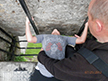 Miranda kissing the Blarney Stone