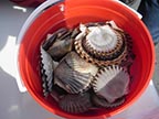 Bucket of shells