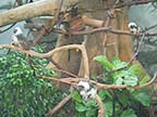 Cotton Top Tamarin