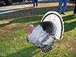 It's a turkey, in Los Olivos